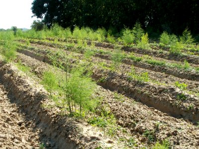 20110801Spargelfeld Walldorf4