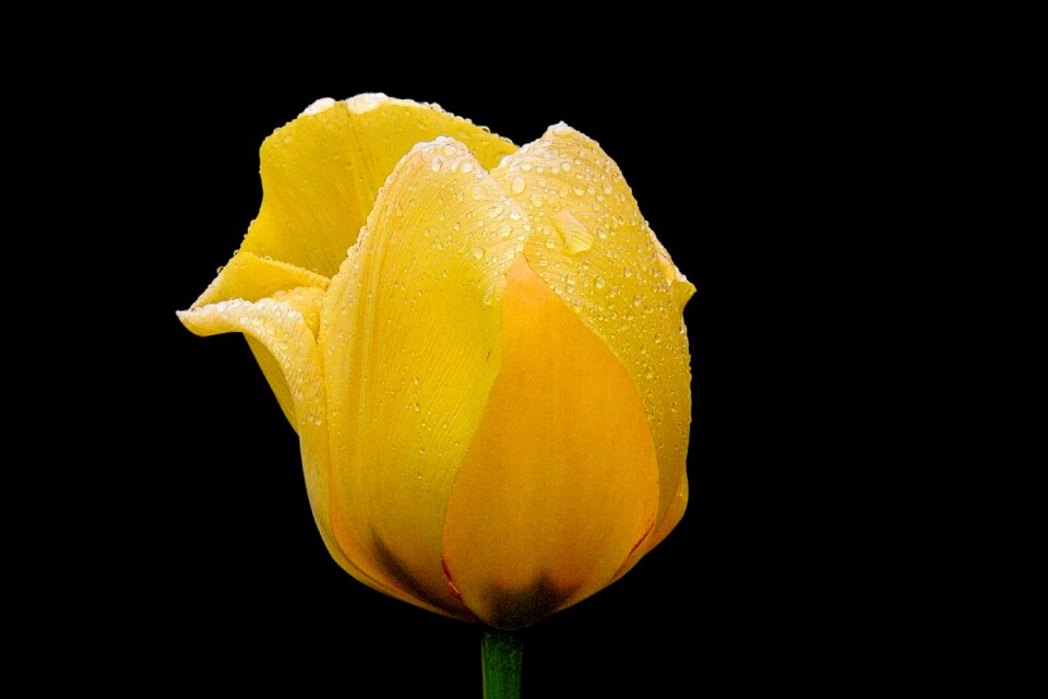 Nature tulip bright