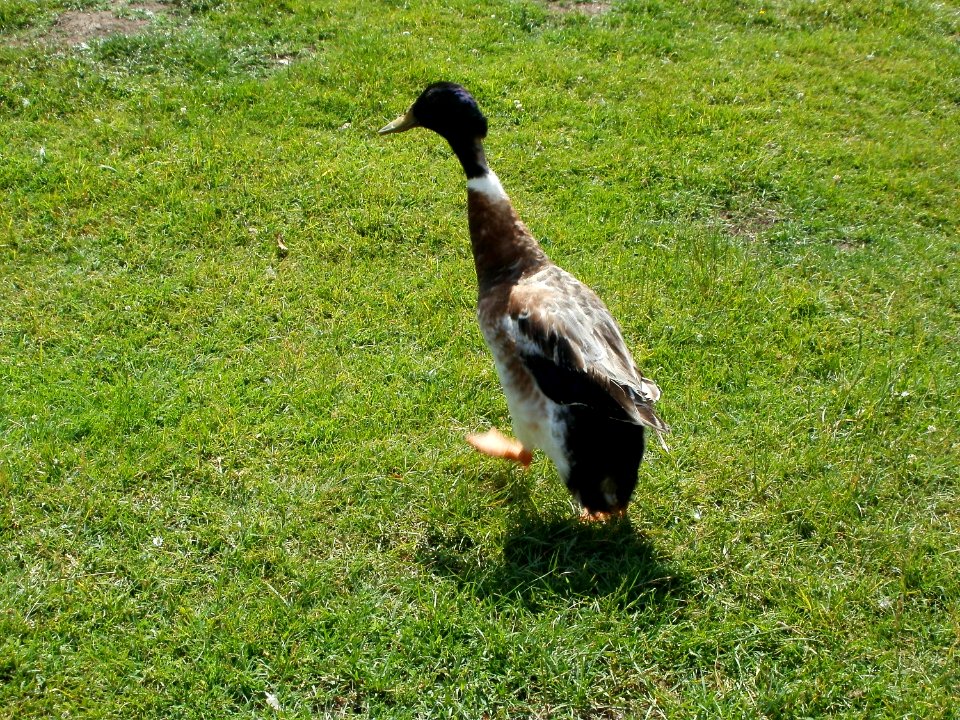 20110605Deutsch-Franzoesischer Garten7