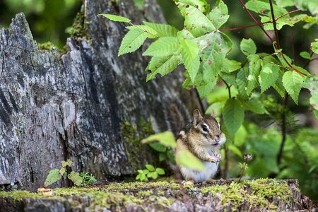 Wildlife rodent cute