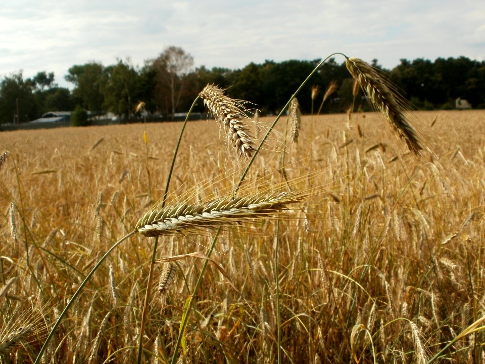 20110630Roggenfeld Oftersheim2