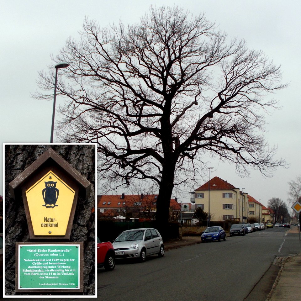 2016 Dresden Stiel-Eiche Rankestraße