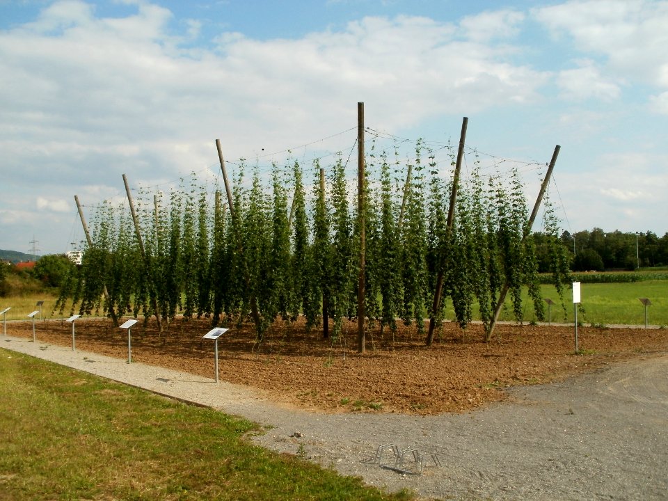20110630Hopfenlehrpfad Sandhausen11