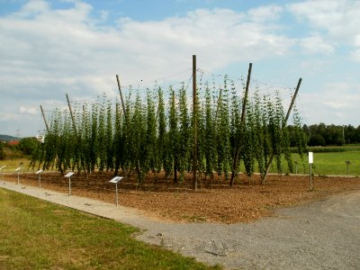 20110630Hopfenlehrpfad Sandhausen11