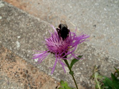 20110706Almet15