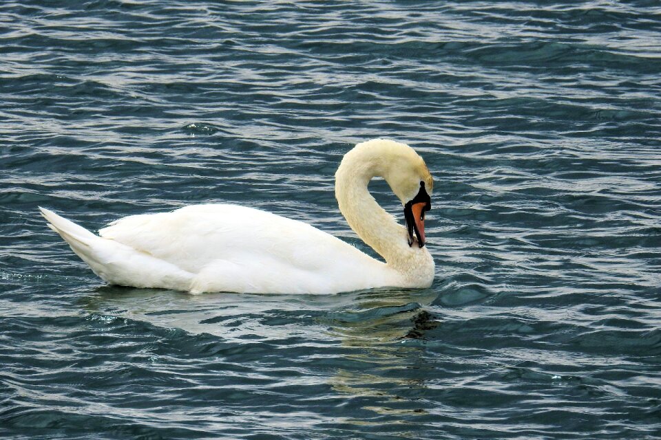 Swan nature bird