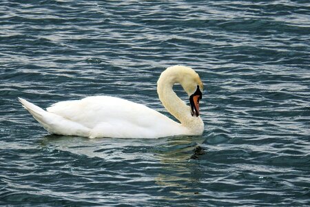Swan nature bird