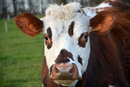 Eyes brown and white farm