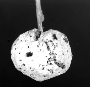 Insecten, beschadigingen, cynips terminalis, Bestanddeelnr 193-0966