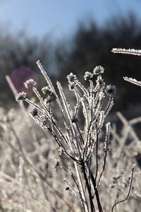Nature winter snow