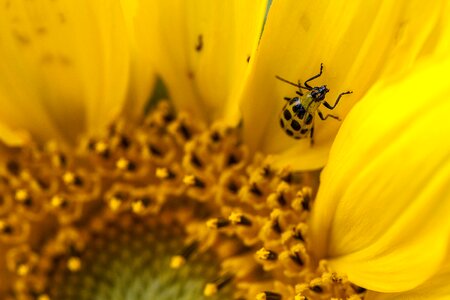Flower insect spotted