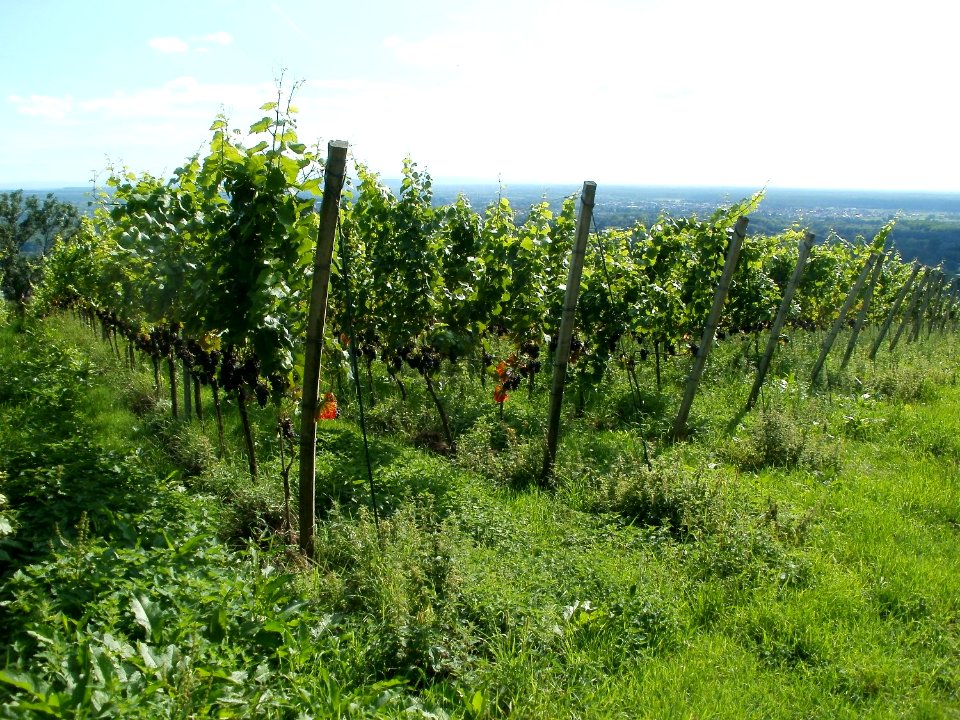 20110816Letzenberg Wein10