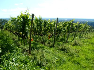 20110816Letzenberg Wein10