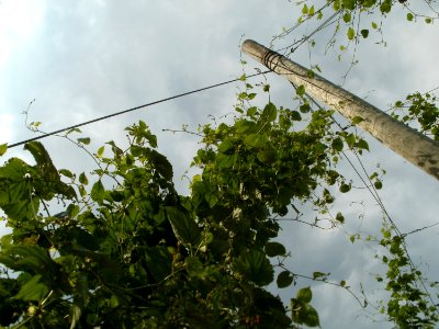20110630Hopfenlehrpfad Sandhausen10