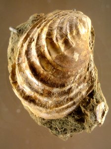 Inoceramus sp., Parkman Sandstone, Cretaceous - Natural History Museum of Utah - DSC07421