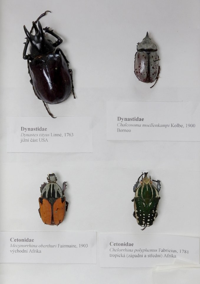 Insecta - collection 05 (Coleoptera - Dynastidae, Cetonidae)