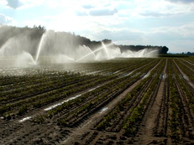 20110830Feldbewaesserung Reilingen1