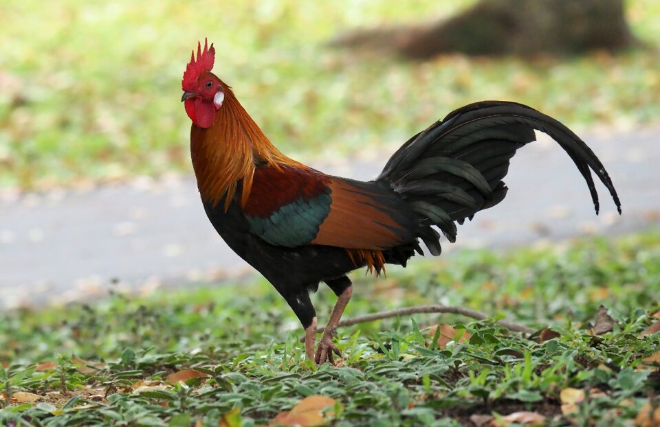Nature outdoors beak