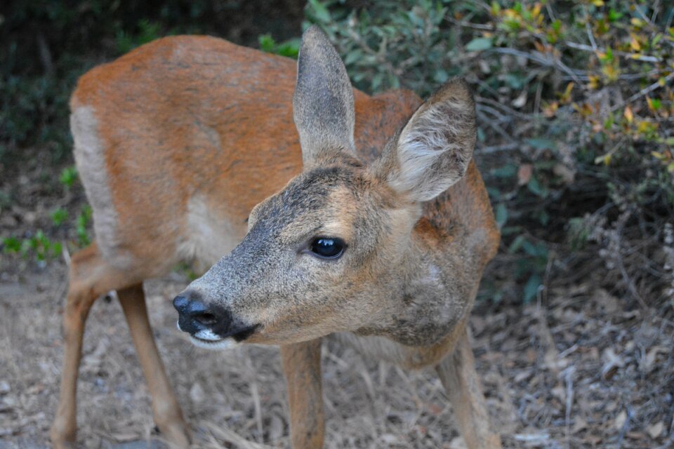 Fawn