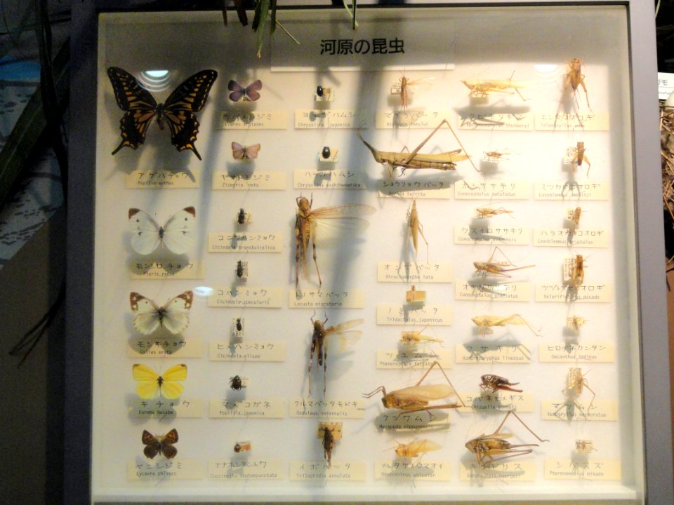 Insect display - Osaka Museum of Natural History - DSC07758