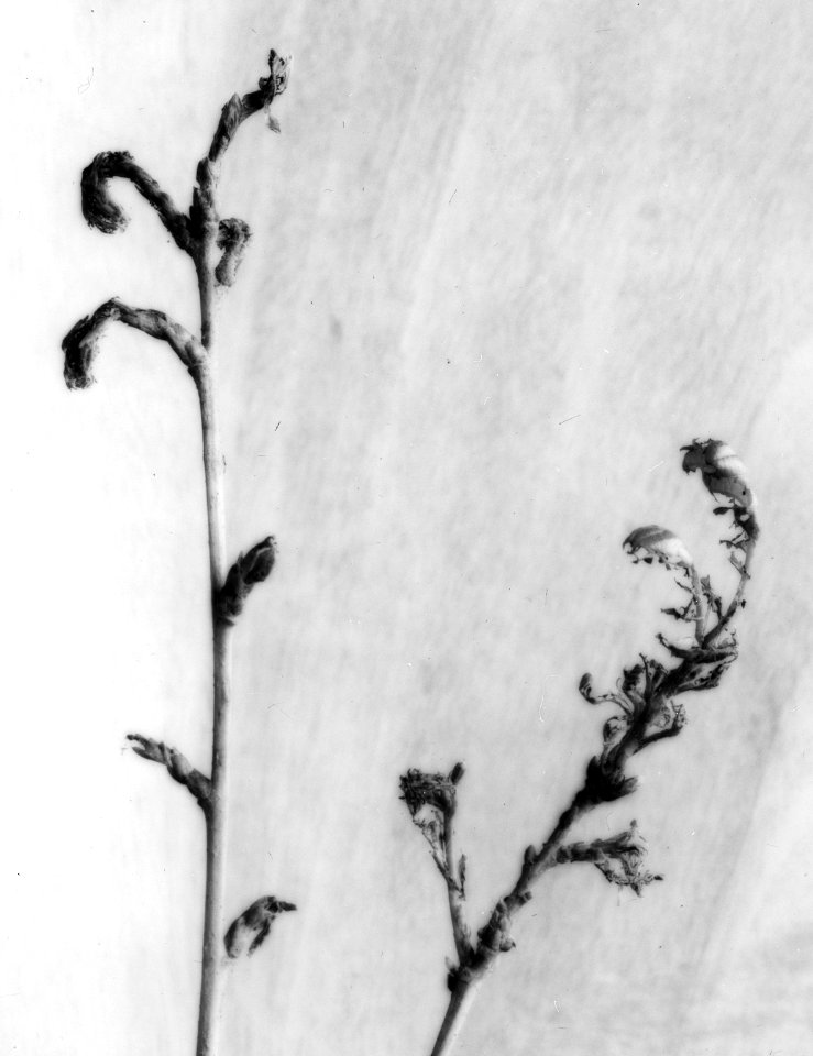 Insecten, beschadigingen, bastaardsatijnvlinder, Bestanddeelnr 194-0622