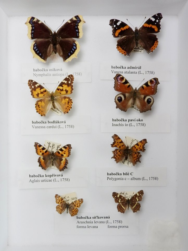 Insecta - collection 04 (Lepidoptera)