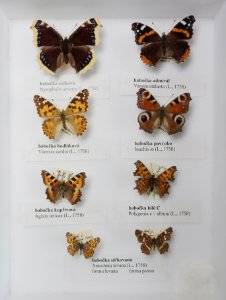 Insecta - collection 04 (Lepidoptera)
