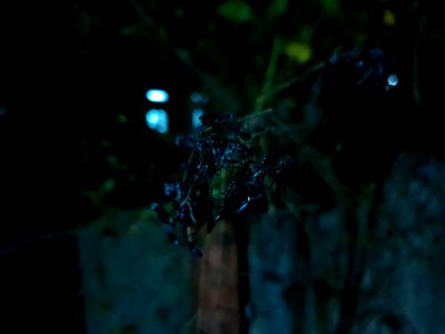 Insects resting in twigs 3