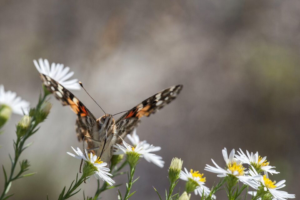 Insect nature lady photo