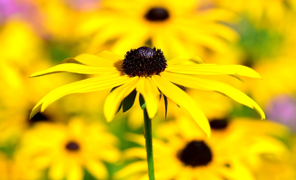 Yellow yellow flower blossom