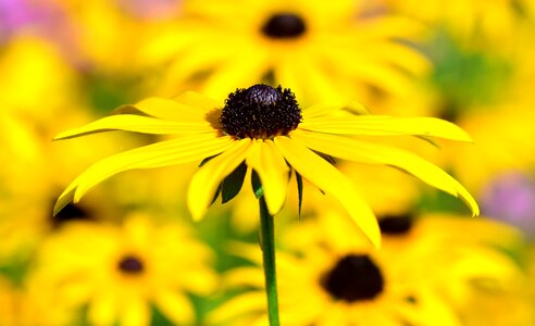 Yellow yellow flower blossom