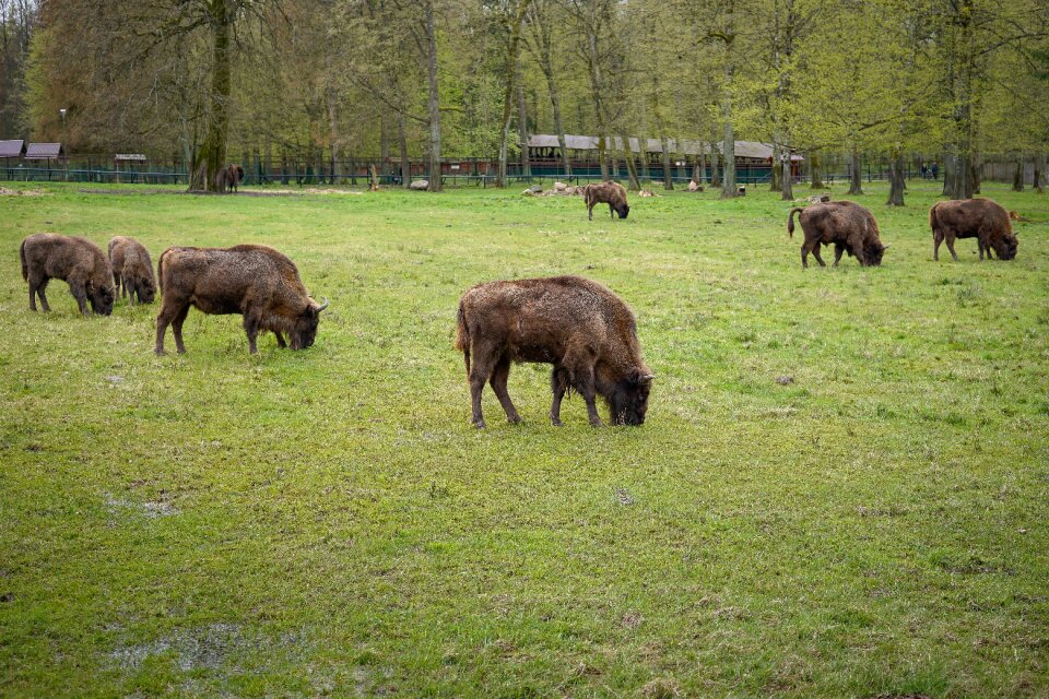 The nature reserve the bialowieza national park spring