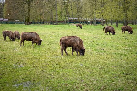 The nature reserve the bialowieza national park spring