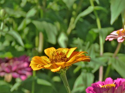 Flower yellow garden photo