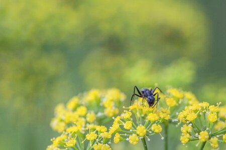 Nature black insect