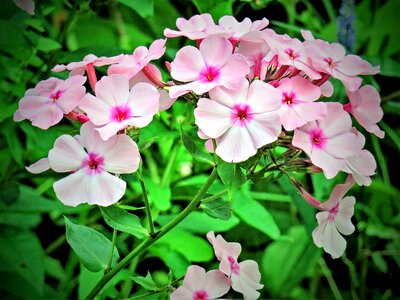 Flower garden shrub many flowers