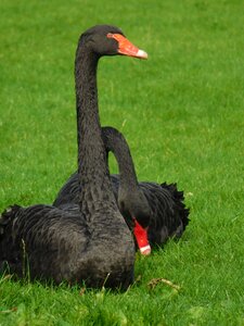 Black swans birds black swans on the grass