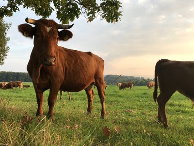 Cows pasture animal photo