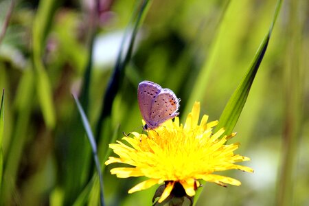 Plant outdoors summer