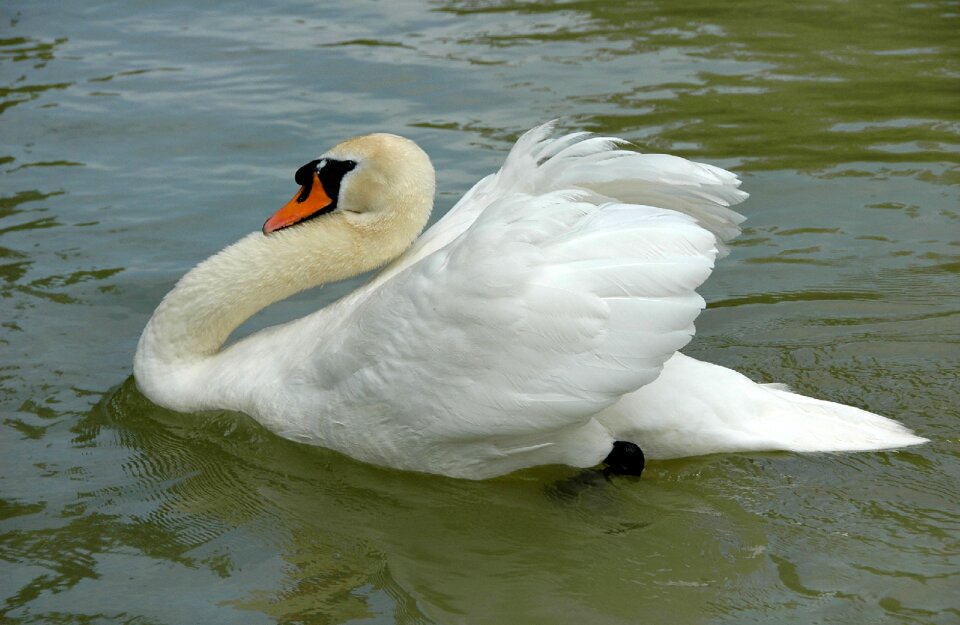 White pond majestic