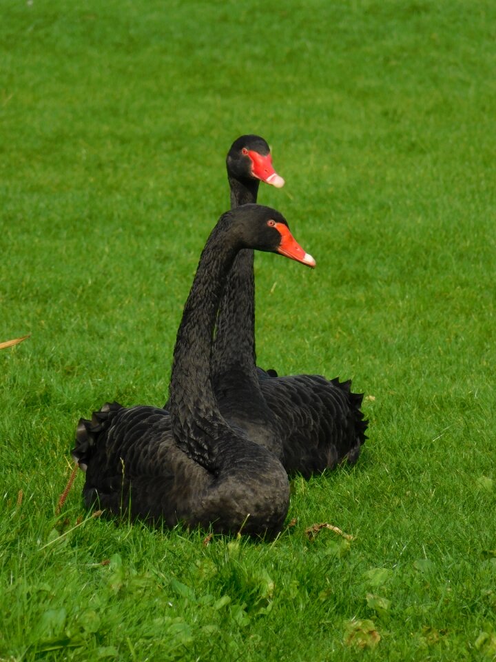 Black swans black swan birds