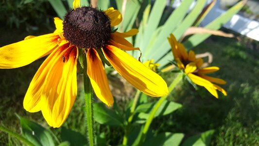 Flower garden green sunflower