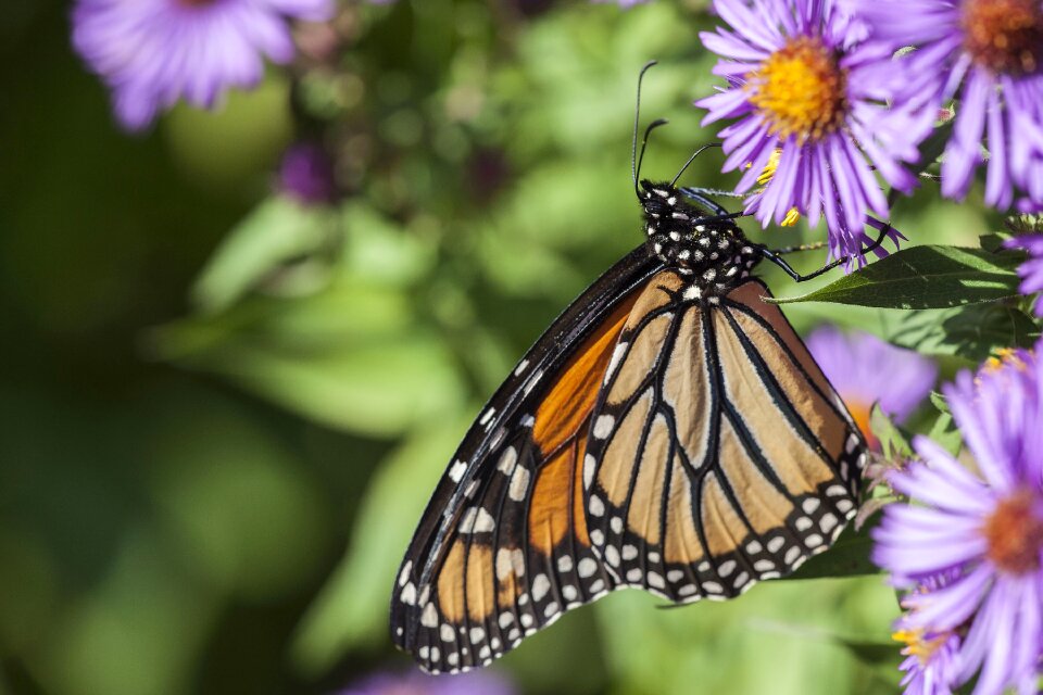Insect nature orange