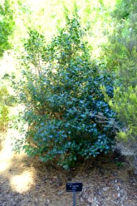 Ilex canariensis - Jardín Botánico de Barcelona - Barcelona, Spain - DSC09133