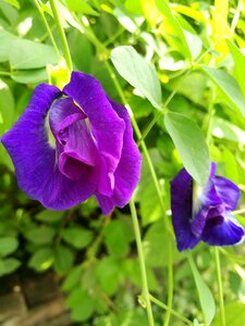 Pea flowers purple flowers flower