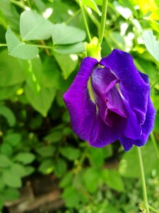 Pea flowers purple flowers flower