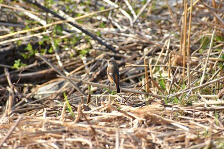 Bird wild birds a key