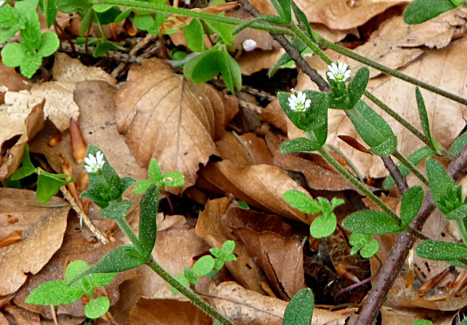 Hornkraut Kohlbruck