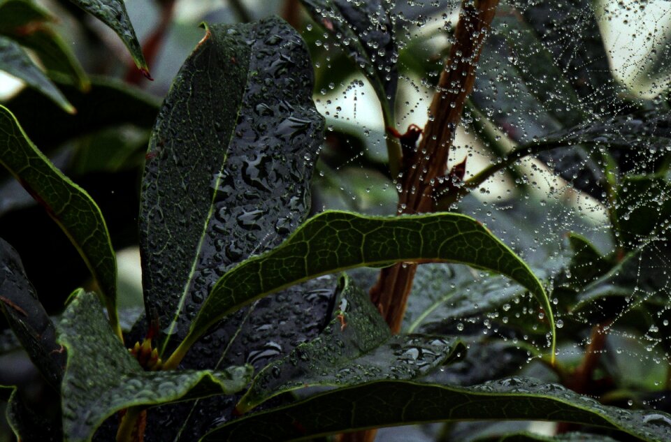 Nature tree drops