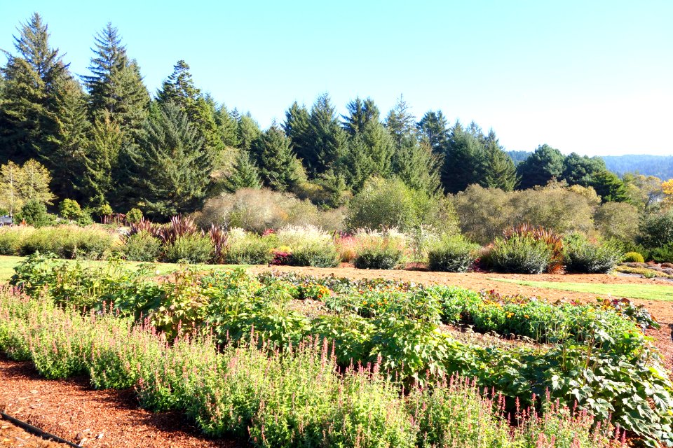 Humboldt Botanical Garden - Eureka, California - DSC02575